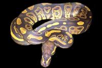 picture of Black Pastel Ball Python Male Sml                                                                    Python regius